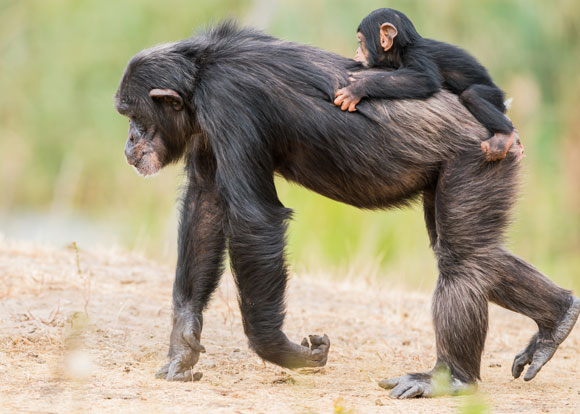 נקבת שימפנזה הולכת על ארבע עם גור על הגב