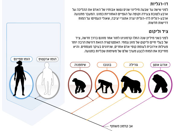 תיבה על דו רגליות ועל ציד וליקוט