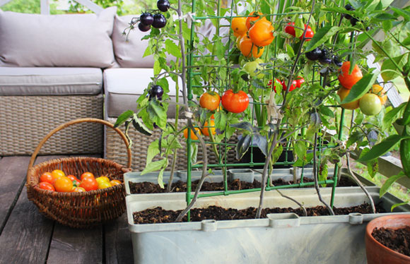 שיחי עגבניות במרפסת | צילום אילוסטרציה: Shutterstock