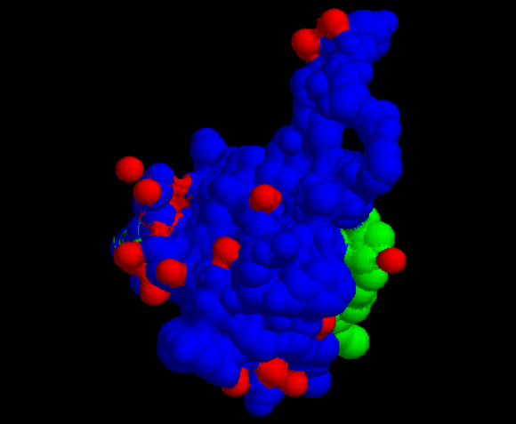 המבנה התלת ממדי של גורם הגדילה דמוי אינסוליון, IGF-I | מקור: ויקיפדיה, נחלת הכלל