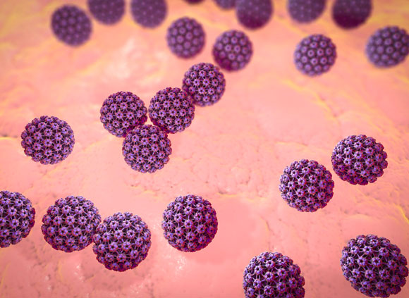 נגיף הפפילומה של האדם | איור: Science Photo Library