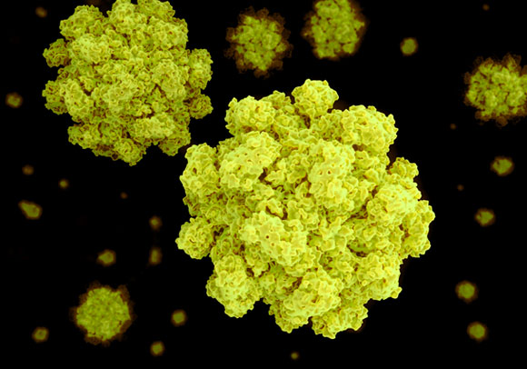 נגיף נורווירוס | איור: Science Photo Library ריבוי זנים