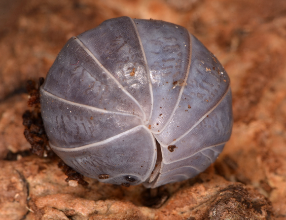 זה לא כדור, זה סרטן יבשה שיודע להתכדרר באופן מושלם כמעט כדי להתגונן מטורפים | צילום: Shutterstock