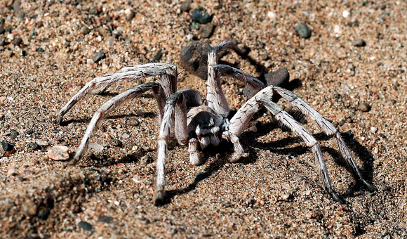 מסוגל להתגלגל ב-2400 סל"ד כדי לחמוק מצרעה טפילית. עכביש מברישן הגלגל | צילום: Adam Hammond, ויקיפדיה