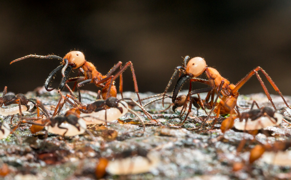 מסוגלות לצעוד במעגל עד המוות אם עלו שביל מעגלי. נמלי צבא בשמורת טבע בפרו | צילום: Science Photo Library