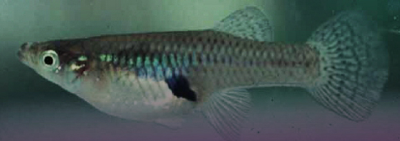 מה הוא יאכל אם נעלים את היתושים? דג גמבוזיה | מקור: ויקיפדיה, נחלת הכלל