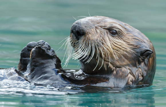 האם הנגיף עבר עם חיות בר שנפתחו עקב הפשרת קרחונים בקוטב? לוטרה באוקיינוס השקט | צילום: Shutterstock
