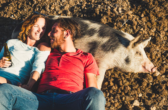 אף קצר, פרווה עם כתמים ומזג נוח. חזיר (ובני אדם) מציגים את סינדרום הביות | Shutterstock