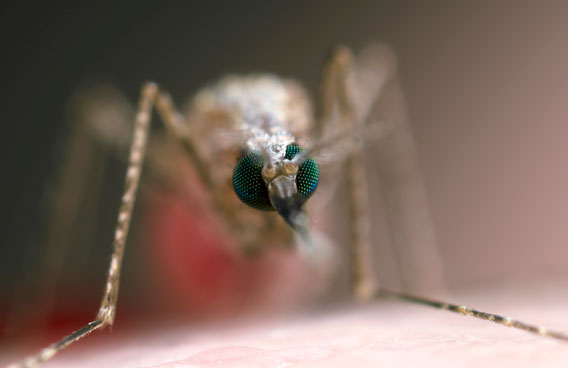 מחזור החיים המורכב של הטפיל כולל שלבים בגוף האדם ובגוף היתושה. יתושת אנופלס | צילום: Science Photo Library