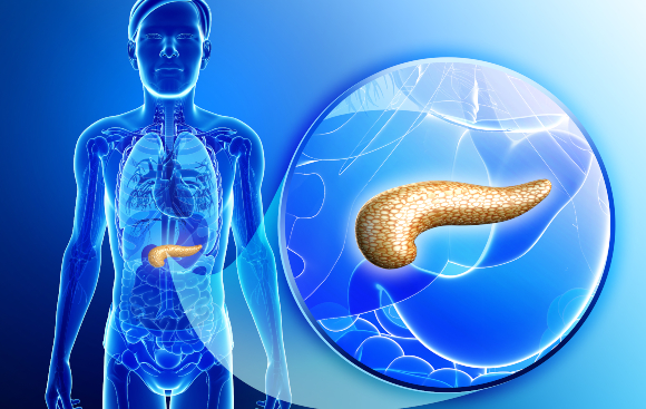 רוב הגידולים בלבלב מתגלים בשלב מאוחר מדי. המיקום והמבנה החיצוני של הלבלב | איור: Shutterstock