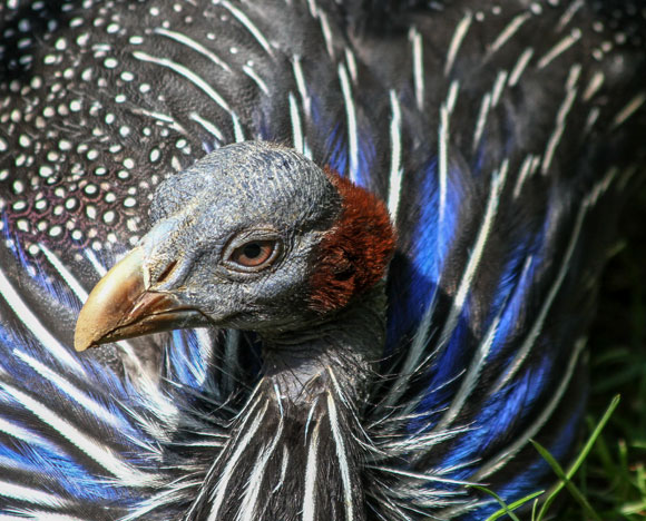 מבט מקרוב על פנינית החושן | Shutterstock