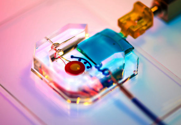 העין המלאכותית, עם העפעף העשוי ג'ל (בכחול) | University of Pennsylvania