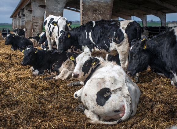 פרות בחווה | Shutterstock