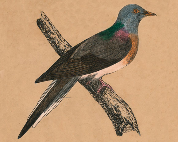 היונה הנודדת, ציור מ-1850 | SPL