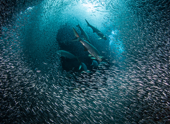 יש בערך חצי טון של דגים על כל אדם בעולם, אבל בדגי המאכל יש ירידה ניכרת | דגים ליד איי קיימן. צילום: Shutterstock