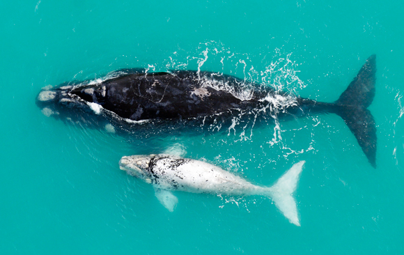 השקעה הורית עצומה והגנה מלאה על הגור. נקבה של אובלנה דרומית עם גורה | צילום: Scinece Photo Library