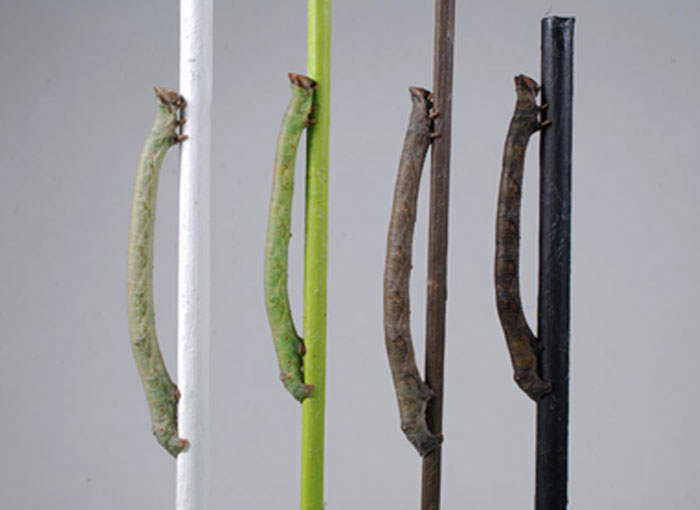 מתאימים צבעים בלי להיעזר בחוש הראייה. זחלים של עש הפלפל מתוך המחקר | צילום: Arjen van't Hof, University of Liverpoool