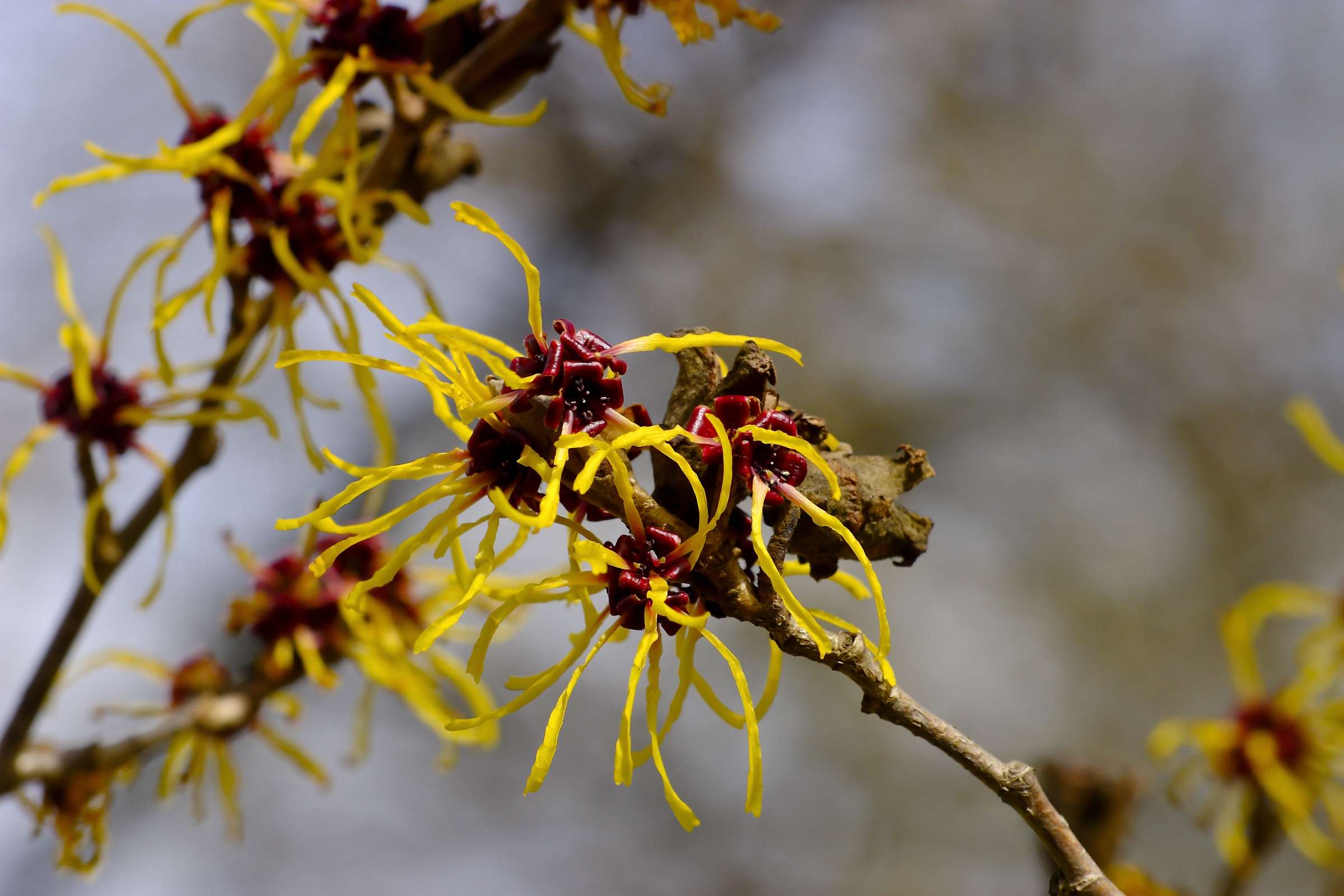 עץ הממליס מוליס