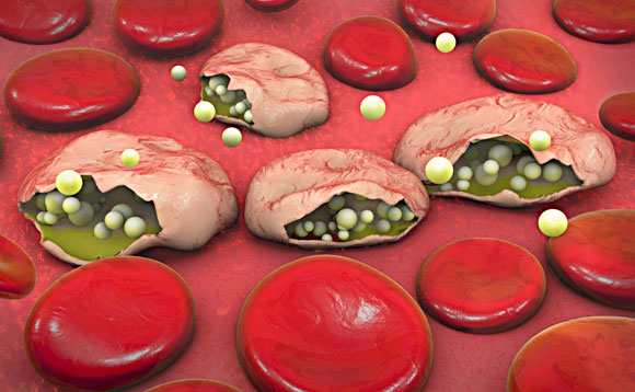 טפילי מלריה משתחררים מתוך תאי דם אדומים נגועים. אילוסטרציה | איור: Science Photo Library