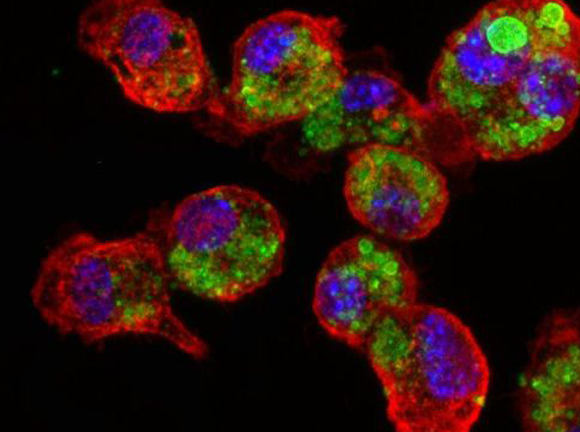 כניסה של הטיפול לתאים