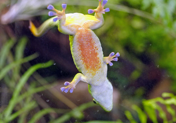 כוחות ון-דר-וולס מחזיקים אותה, וגם משקלה הקל לא מזיק. שממית על משטח אנכי חלק | צילום: Science Photo Library