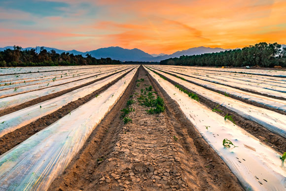 האקוויפר הגדול הוא מקור מים חשוב לחקלאות המדברית. גידולים חקלאיים בערבה | צילום: Shutterstock