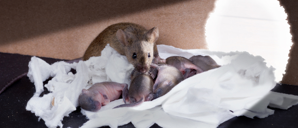 מתברר שיש הבדל בין המוח הזכרי למוח הנקבי, לפחות אצל עכברים | עכברה מטפלת בגורים | צילום: Shutterstock