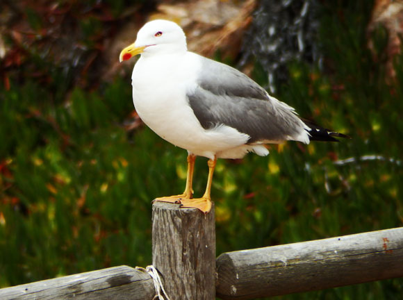 פיזיולוגיה שונה לאפרוחים ששמעו את קריאות האזהרה בעודם בביצה. שחף צהוב רגל | צילום: Duarte Frade/iNaturalist