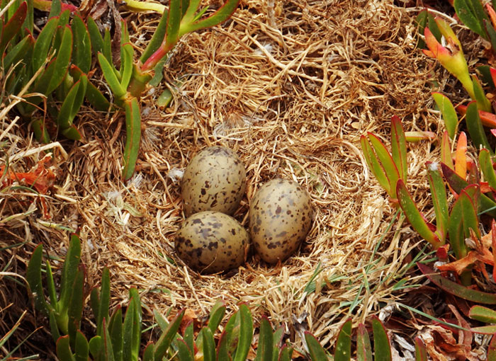 תקשורת באמצעות רעידות עוד לפני הבקיעה. ביצים של שחף צהוב רגל בקן | צילום: Duarte Frade/iNaturalist