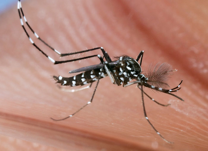 התושבים דיווחו על ירידה של 97 אחוז במספר העקיצות. יתוש (זכר) טיגריס אסיאני | צילום: Science Photo Library