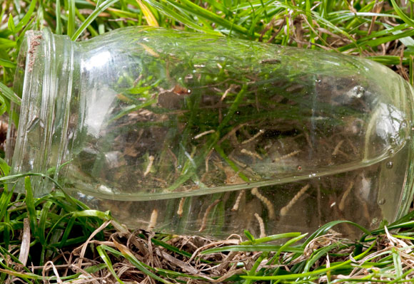 מתרבים גם במקווי מים קטנטנים מעשה ידי אדם: זחלים וגלמים של טיגריס אסיאני בצנצנת | צילום: Science Photo Library