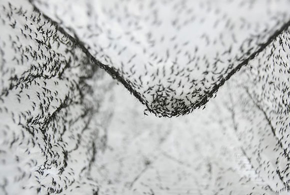 מיליוני פרטים בשבוע. יתושים שגודלו בניסוי ממתינים לשחרור בשדה | צילום: Yajun Wang