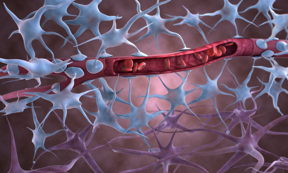 מערכת מורכבת המשלבת כמה סוגי תאים. איור של מחסום הדם-מוח | מקור: Science Photo Library