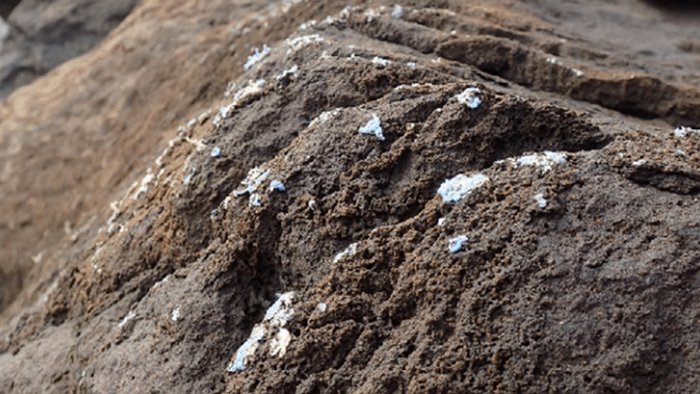 הפלסטיק מכסה כמעט 10 אחוזים מסלעי החוף | צילום מתוך המאמר המחקר: Gestoso et al., Sci. Total Environ., 2019