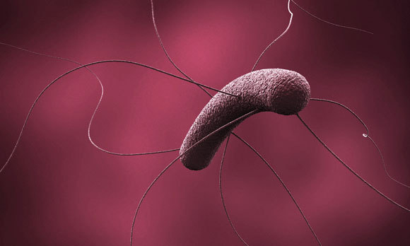 חיידק קלוסטרידיום דיפיציל עושה את דרכו אל עבר המטרה הבאה | Science Photo Library