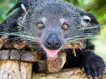חיה חמודה שאטרסטוק
