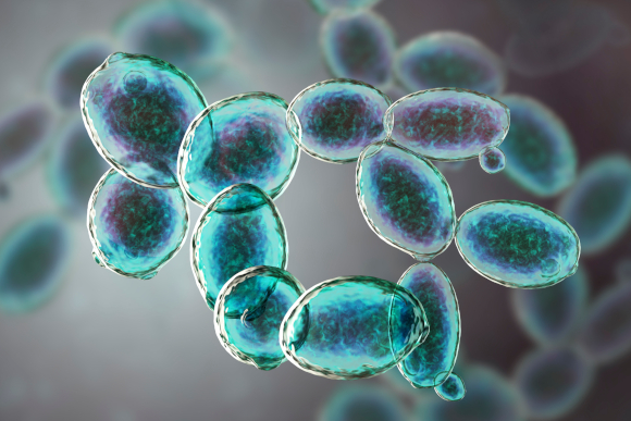 עלולים לגרום לשינויים דלקתיים במעי ולהחמיר מחלות. שמרי האפיה Saccharomyces cerevisiae | איור: Science Photo Library