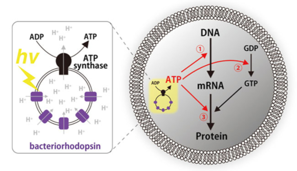 תרשים של התא המלאכותי (מימין) עם פירוט של מערכת ה-ATP סינטאז ובקטריורדודפסין | מקור: המכון הטכנולוגי של טוקיו