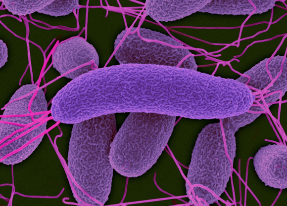 משמשים במנגנון הסוואה מתוחכם במיוחד בזכות פליטת האור. חיידקי Vibrio fischeri | מקור: Science Photo Library