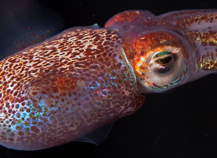 כשהחיידקים לא האירו, יש להם השפעה קטנה יותר על המאכסן. דיונון בובטייל הוואי | מקור: ויקידפדיה, Margaret McFall-Ngai