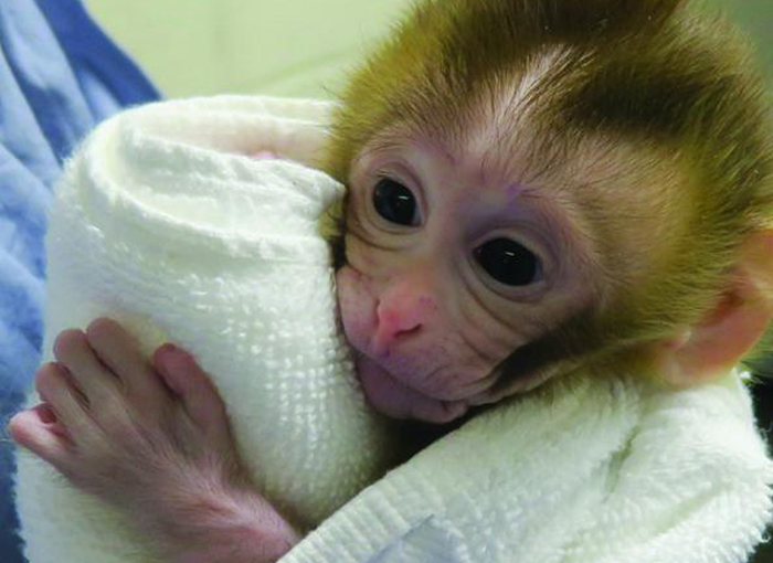 העובר האחד שהצליח מתוך 138 ביציות שהופרו. קופת הרזוס גריידי בגיל שבועיים | צילום: OHSU