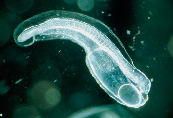 גם אם לא מוצאים אותו יש הרבה DNA שלו במים. צלופח נהרות יפני שזה עתה בקע | צילום: Science Photo Library