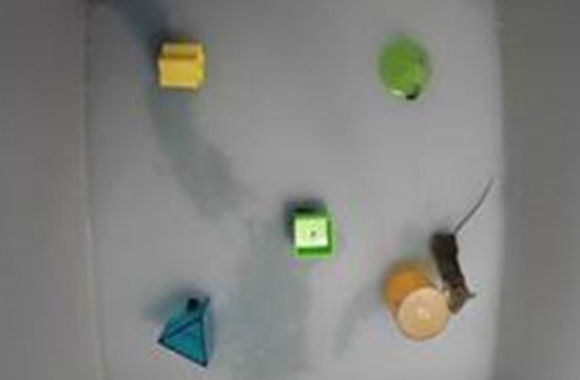 עכבר שהחלבון הוחדר לתאי הגנגליון שלו מזהה צורות כמו עכבר רגיל | צילום: אהוד איסקוף וג'ון פלאנרי, אוניברסיטת ברקלי