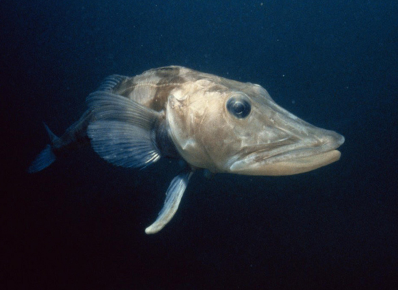 דג הקרח שחור הסנפיר | Shutterstock