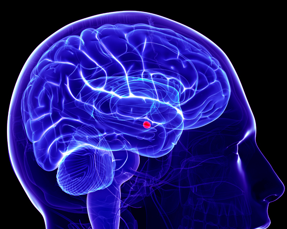 מיקום האמיגדלה במוח | Science Photo Library