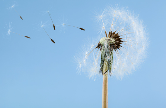 זרעי שן ארי מתפזרים ברוח | Shutterstock