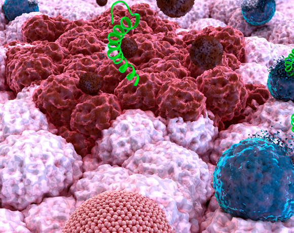 פפטיד (בירוק) תוקף חיידק | Ella Maru Studio, SPL