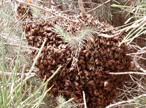נחיל דבורים על עץ במכון דוידסון | צילום: איתי נבו