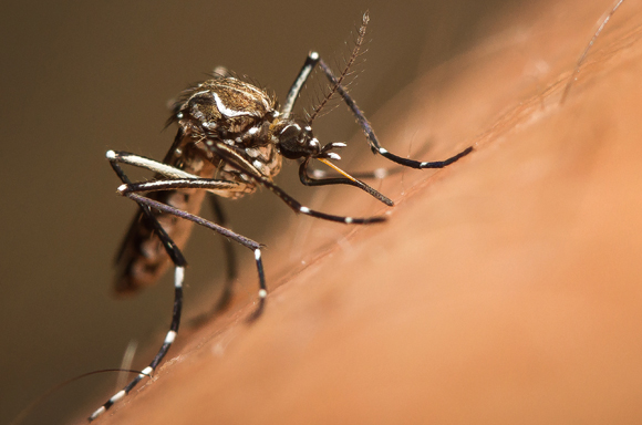 רק על בטן מלאה פוחתת המשיכה שלה לבני אדם. יתושת Aedes aegypti מוצצת דם | צילום: Shutterstock