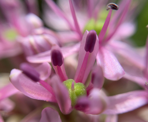 שום תל אביבי | צילום: צביה אלגלי